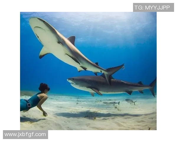 一女子在澳大利亚海滨与海豚共游时,遭鲨鱼突击身亡,其曾是技艺精深的花样游泳选手 一女子在澳大利亚海滨与海豚共游时,遭鲨鱼突击身亡,其曾是技艺精深的花样游泳选手